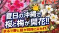 「夏日」の沖縄で、まさかの桜と梅が同日開花